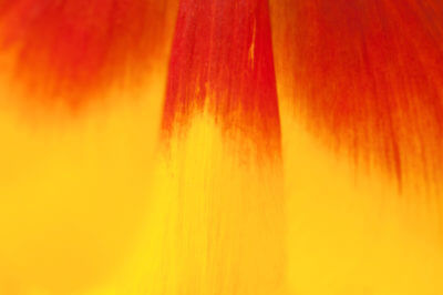 tulipán barvy fotografie do interiéru obraz tapeta